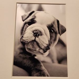 Matted 8 x 10 black and white photo of bulldog puppy